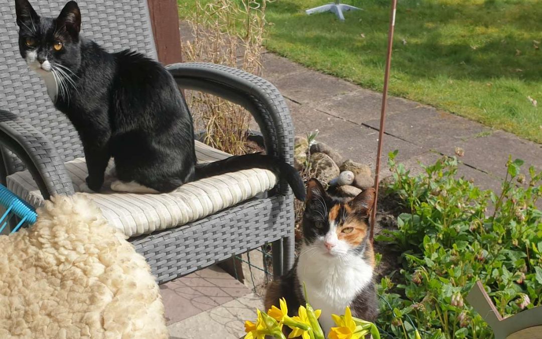 Monatsrückblick April 2022: Beet statt Buch-Brainstorming