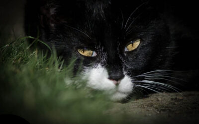 Der Tod macht das Leben erst lebenswert