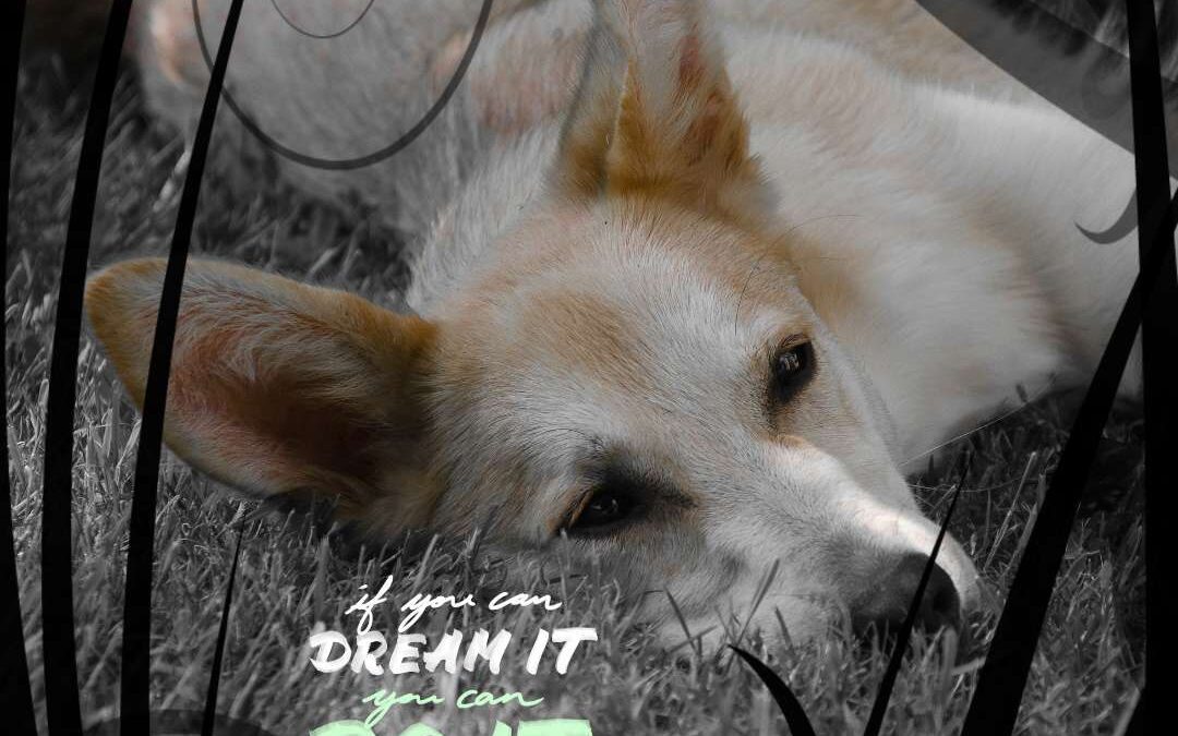 Versagensangst – wie mein Hund mir zeigte, dass diese Angst sinnlos ist