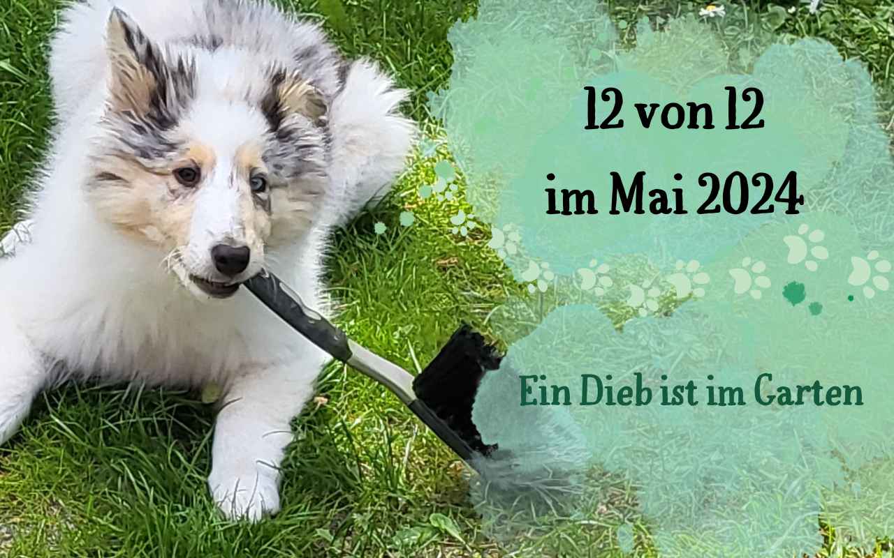 Ein Colliewelpe klaut einen Handfeger