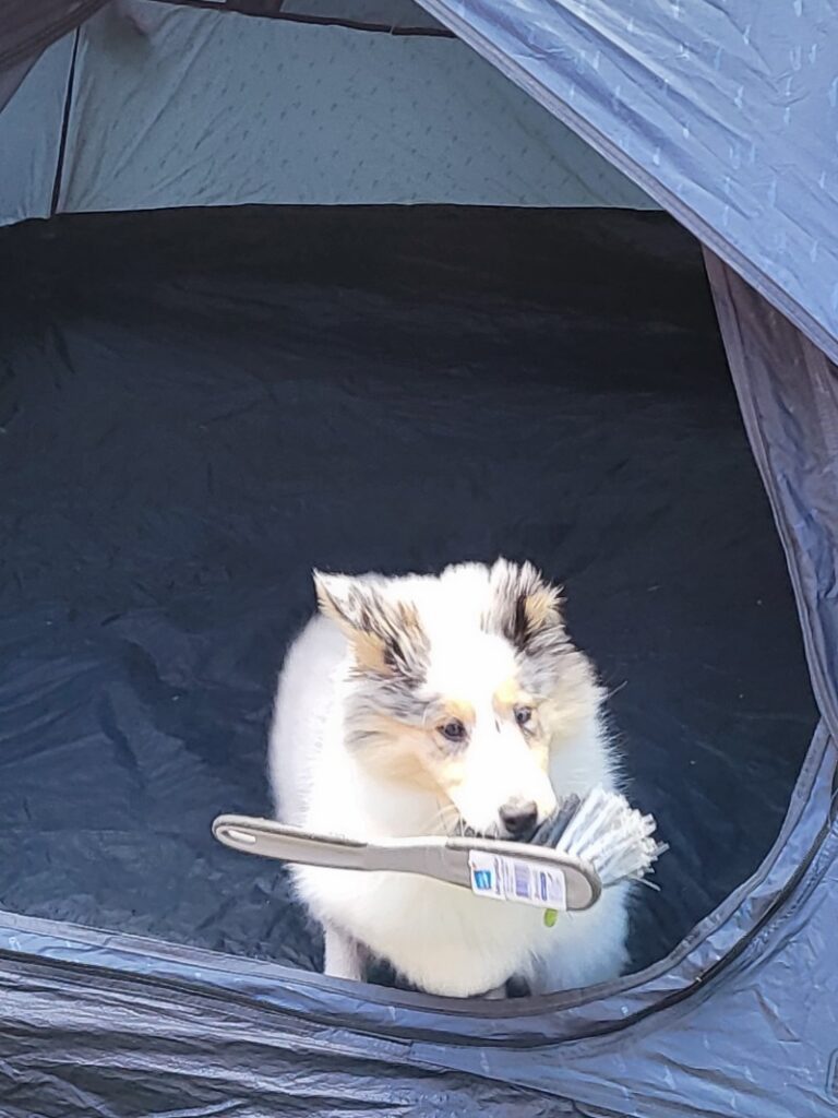 Welpe läuft mit dem geklauten Handfeger aus einem Zelt.