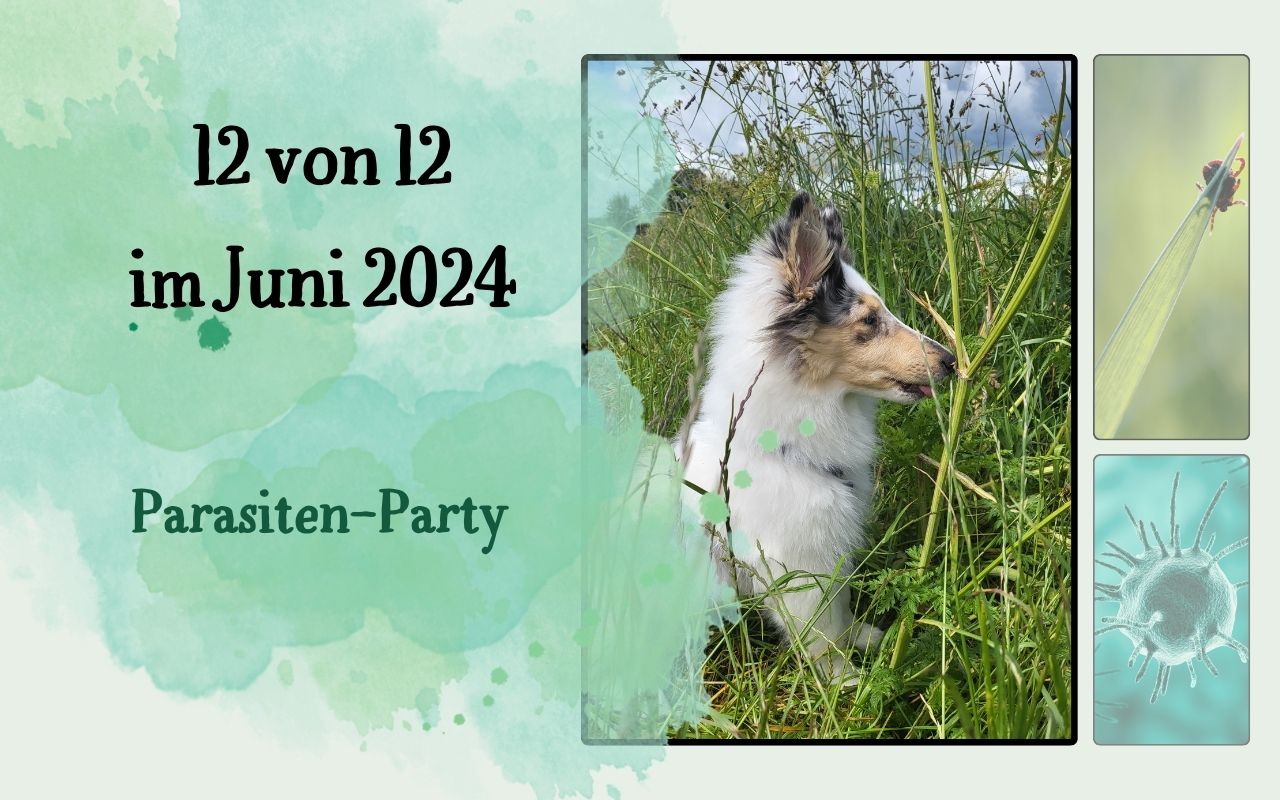 12 von 12 im Juni 2024 - Hund im hohen Gras