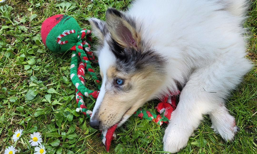Ein Colliewelpe liegt auf den Armen einer selbst gebastetlen Krake aus Socken mit weihnachtlicher Musterung