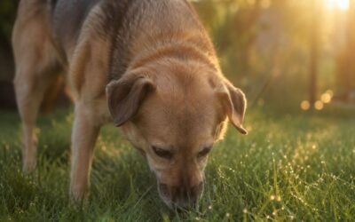 Übersäuerung beim Hund: Wenn Schmatzen und Grasfressen den Alltag beherrschen