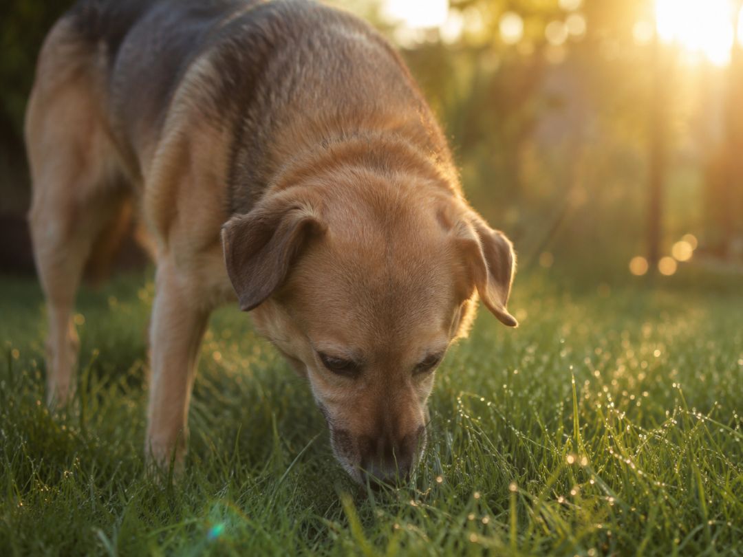 Ein feinfühliger Tierschutzhund frisst morgens im feuchten Gras im Garten, um seine Magensäure bei einer Übersäuerung zu beruhigen.
